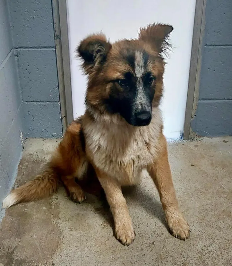 A baby large-sized female Australian Shepherd dog named Morgan  Ac for adoption in Greeneville, TN