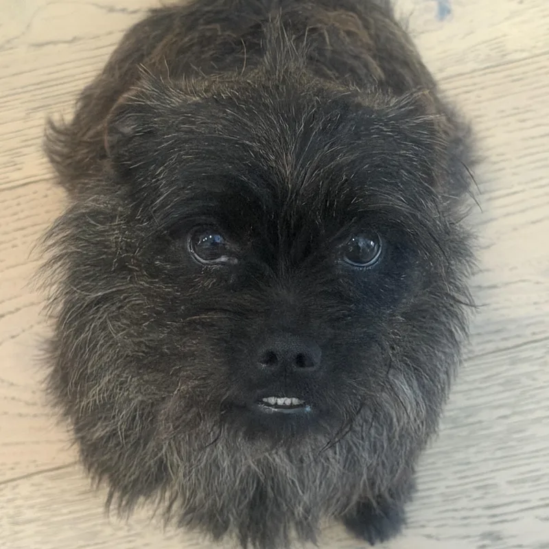 Ms. Bubbly Hazel thumbnail 3