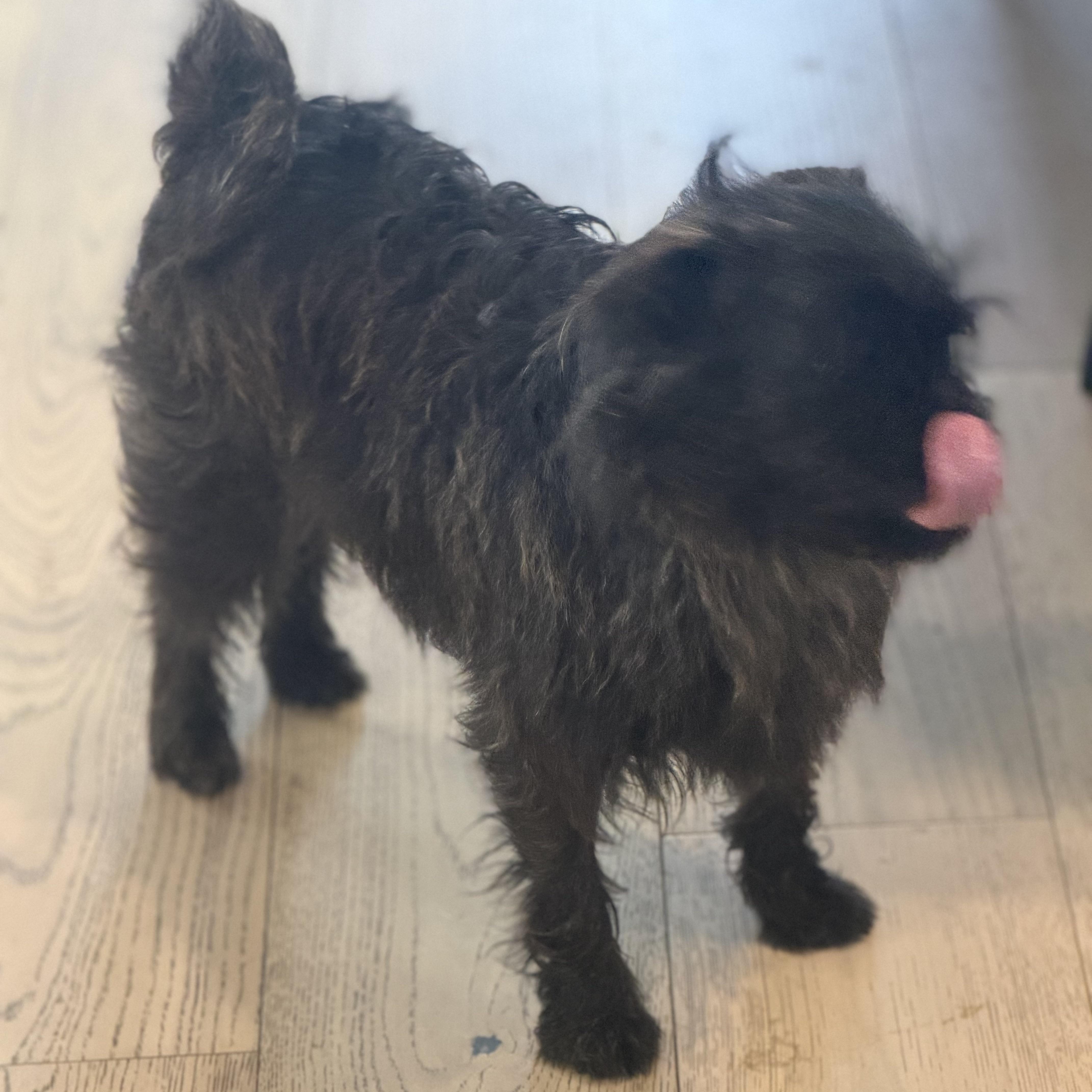 Ms. Bubbly Hazel thumbnail 4