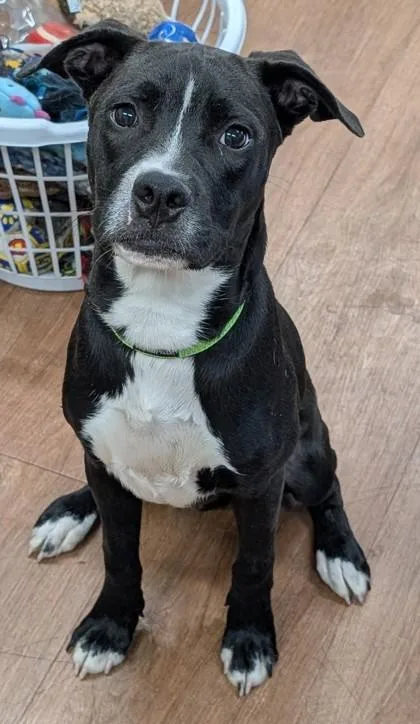 A young medium-sized male Mixed Breed dog named Gustav for adoption in Savannah, GA
