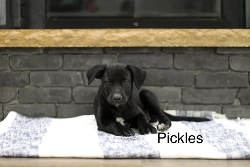 A baby medium-sized female Mixed Breed dog named Pickles for adoption in Mobile, AL