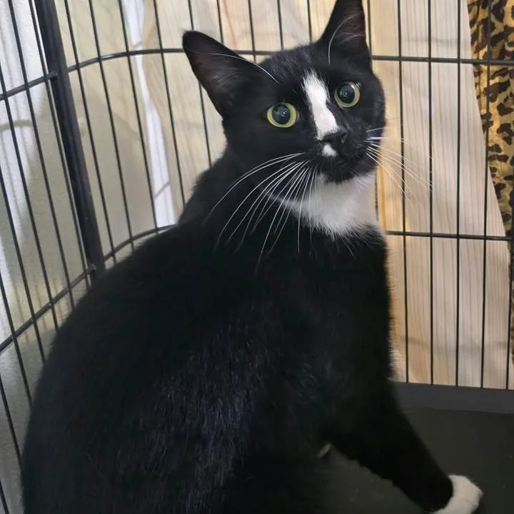 A young medium-sized male Black & White / Tuxedo Domestic Short Hair cat named Newspaper for adoption in Winthrop, ME