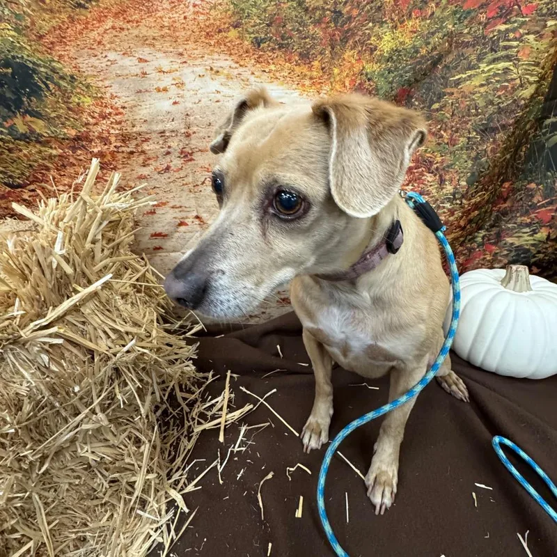 A senior small-sized female White / Cream Hound dog named Bailey for adoption in North Bend, OR