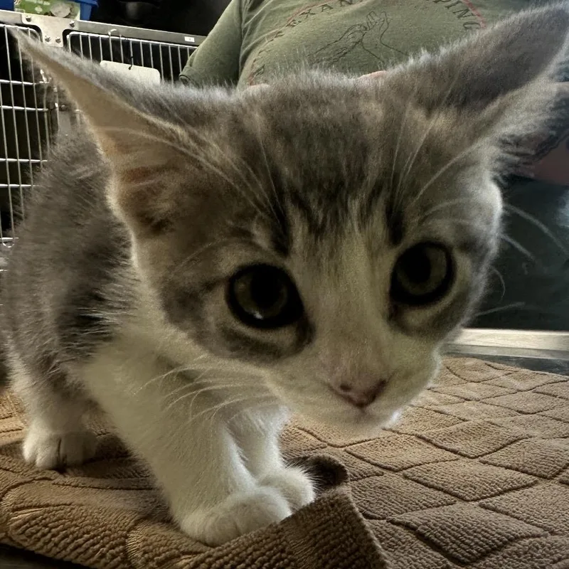 A baby small-sized female Domestic Short Hair cat named Minkee for adoption in Kyle, TX