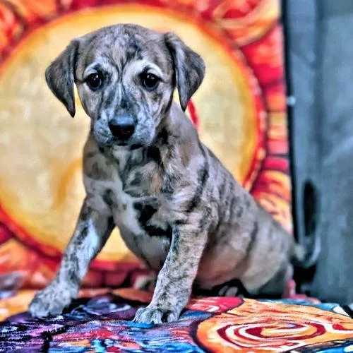 A baby medium-sized female Whippet dog named Happy for adoption in Rutherfordton, NC