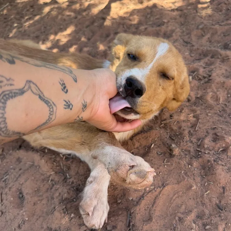 A baby small-sized female Yellow / Tan / Blond / Fawn Mixed Breed dog named Biscoff for adoption in Moab, UT