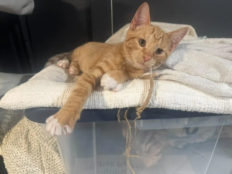 A baby medium-sized female Tabby (Orange / Red) Domestic Short Hair cat named Tasha for adoption in Jersey City, NJ