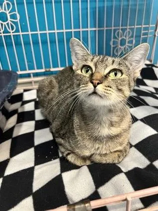 An adult medium-sized female Tabby (Brown / Chocolate) Domestic Short Hair cat named Rubi for adoption in Plano, TX