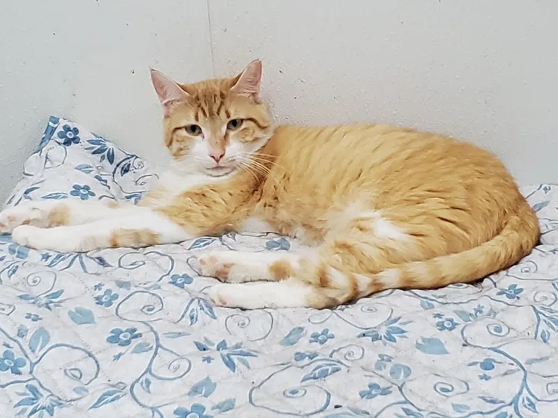 A young large-sized male Domestic Short Hair cat named Goliath for adoption in Philippi, WV