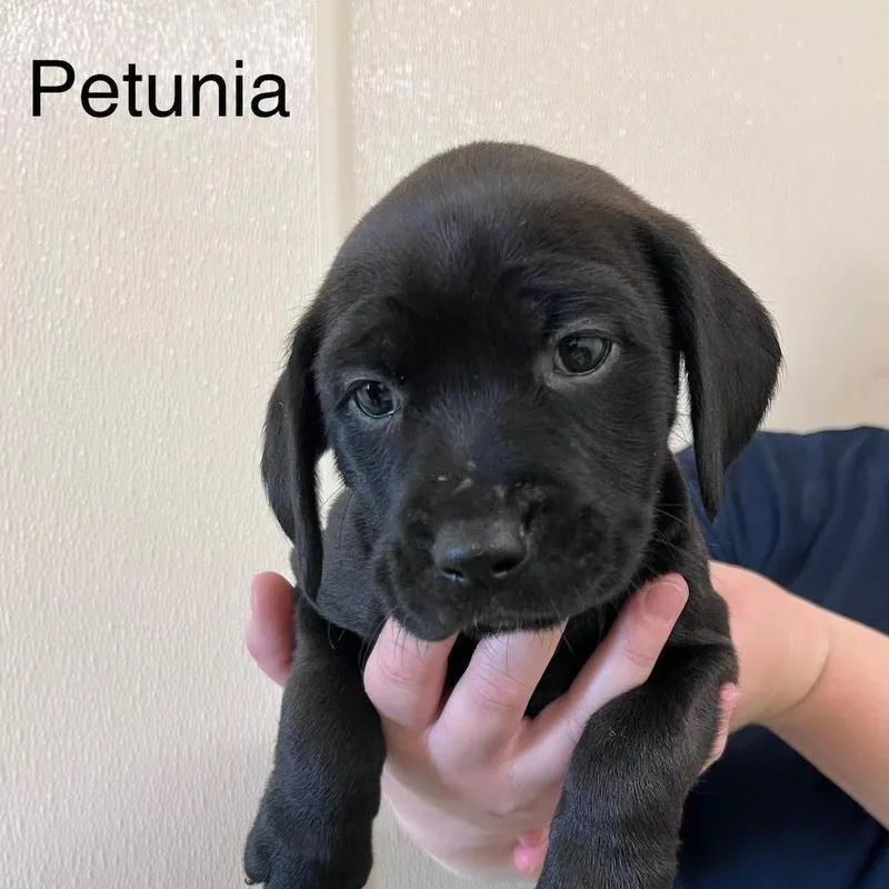 A baby medium-sized female Black Labrador Retriever dog named Petunia @ Prison Program for adoption in West Jefferson, OH