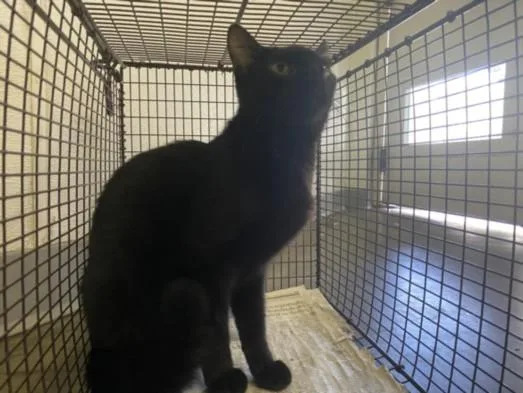 A young medium-sized female Domestic Short Hair cat named Pina for adoption in Los Angeles, CA