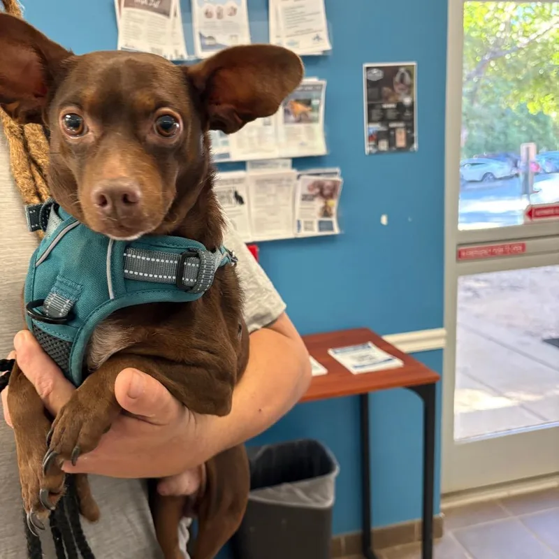 An adult small-sized male Brown / Chocolate Mixed Breed dog named StrayFrazierDrive for adoption in Columbus, GA