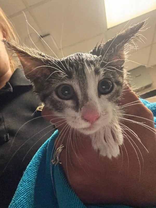 A young medium-sized female Gray / Blue / Silver Domestic Short Hair cat named Francine for adoption in Supply, NC