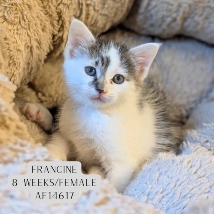 Francine thumbnail 2