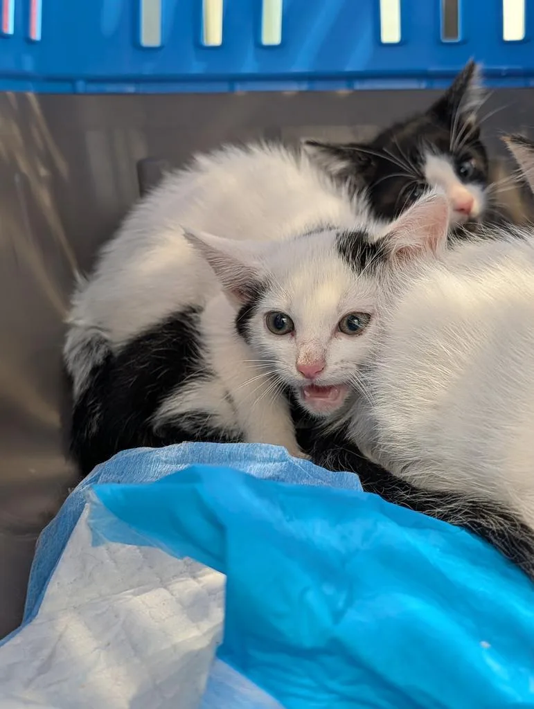 A baby large-sized female Domestic Short Hair cat named Orlando for adoption in Greenfield, IN