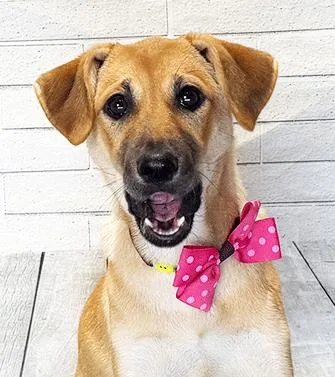 A young medium-sized female Brown / Chocolate Labrador Retriever dog named Joma for adoption in Castro Valley, CA