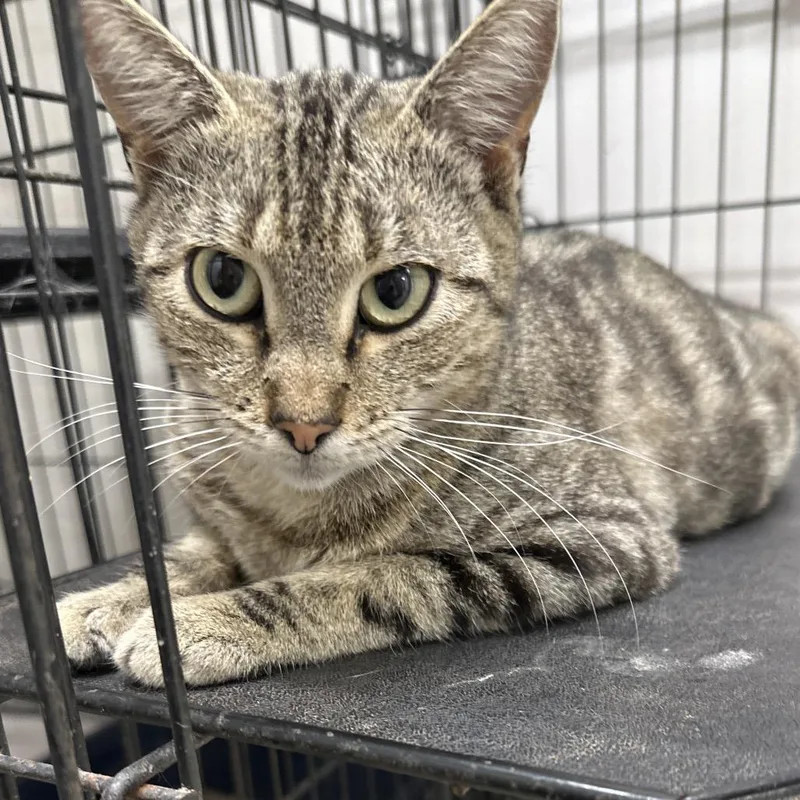 An adult medium-sized female Brown / Chocolate Domestic Short Hair cat named Carmen Sandiego for adoption in Hattiesburg, MS