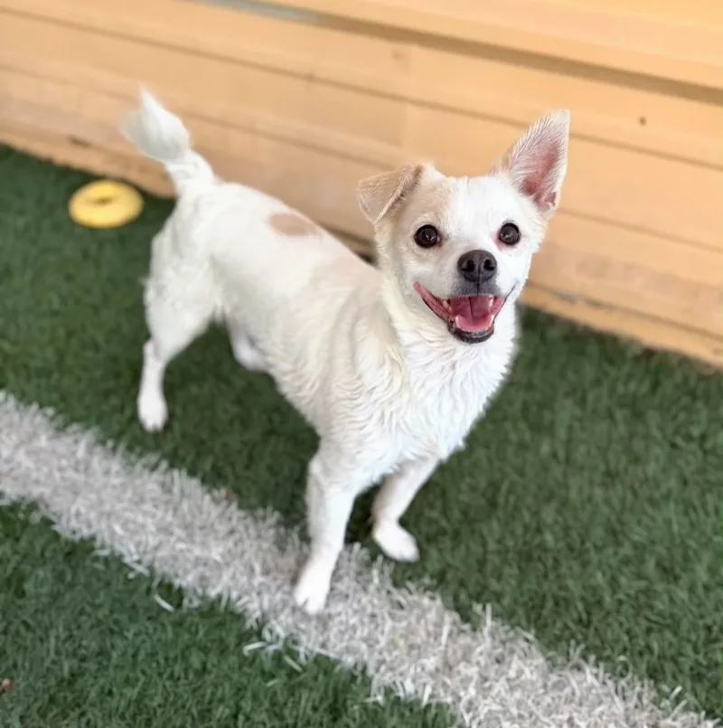An adult small-sized male Chihuahua dog named Zach for adoption in PHOENIX, AZ