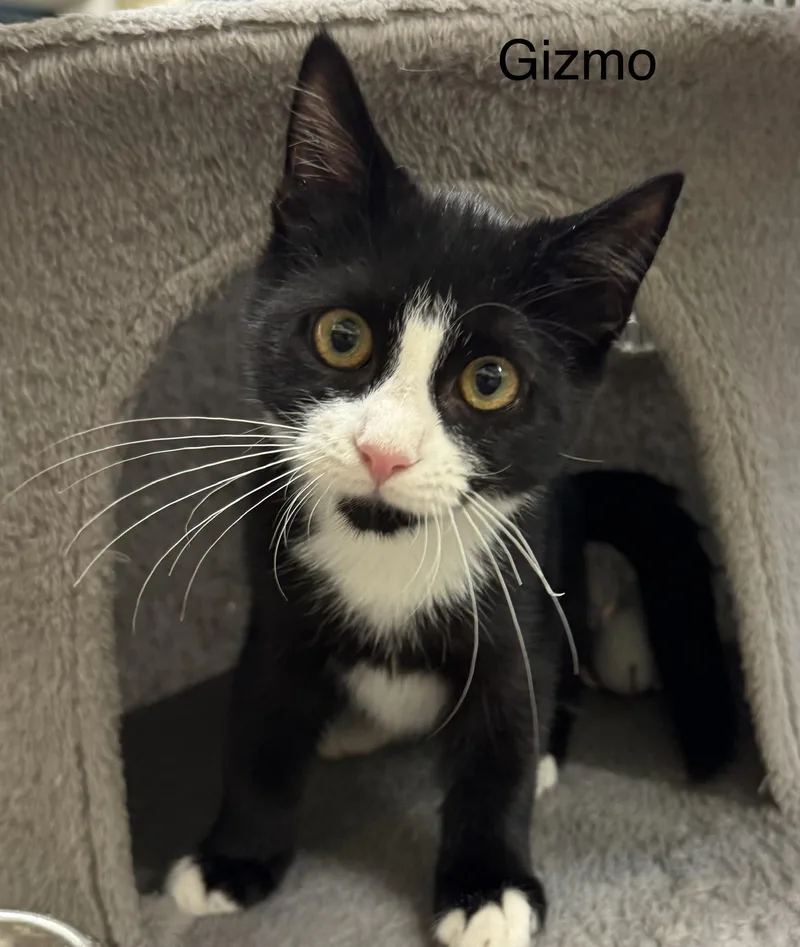 A young medium-sized male Black Domestic Short Hair cat named Gizmo for adoption in Ulster, PA