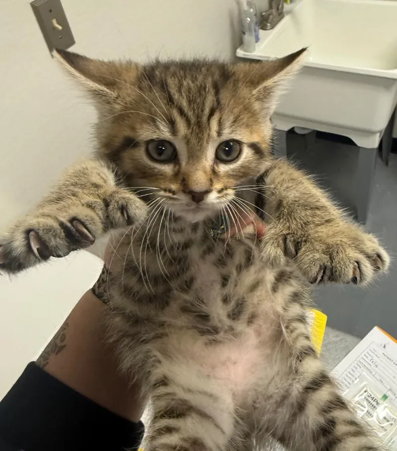 A baby small-sized male Extra-Toes Cat / Hemingway Polydactyl cat named Waffle for adoption in Greencastle, IN