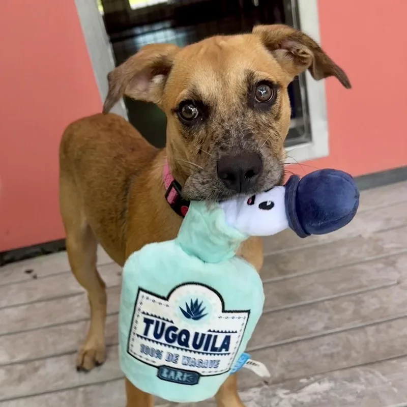 A baby medium-sized female Brown / Chocolate Mixed Breed dog named Tequila for adoption in Bradenton, FL
