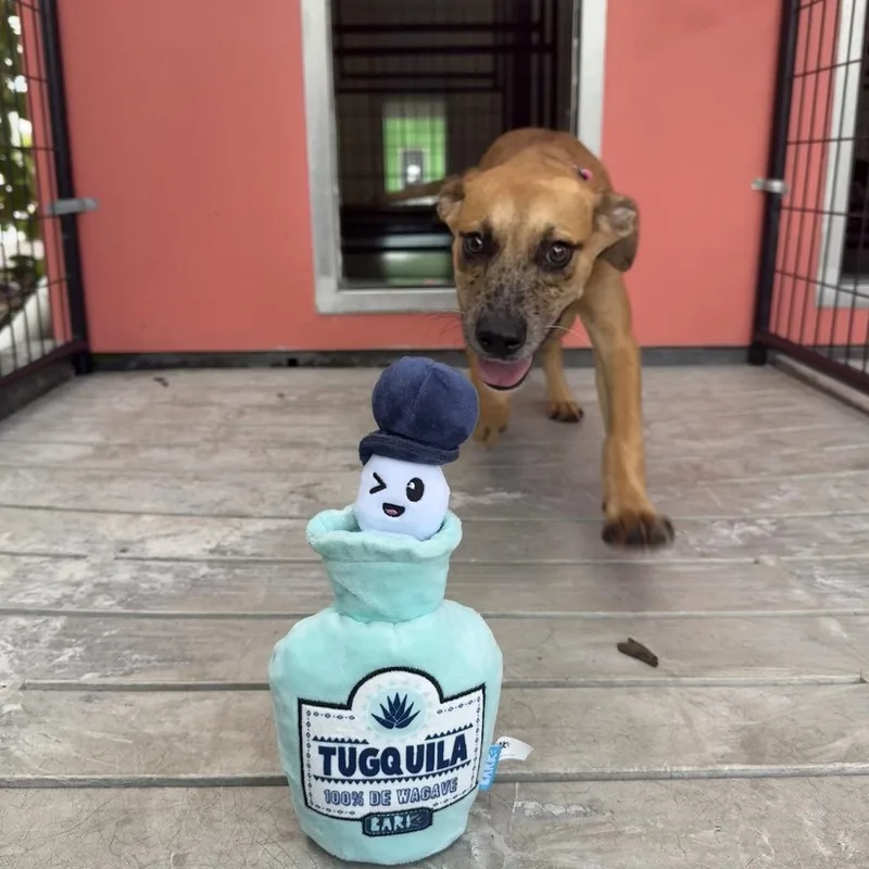 Tequila thumbnail 2