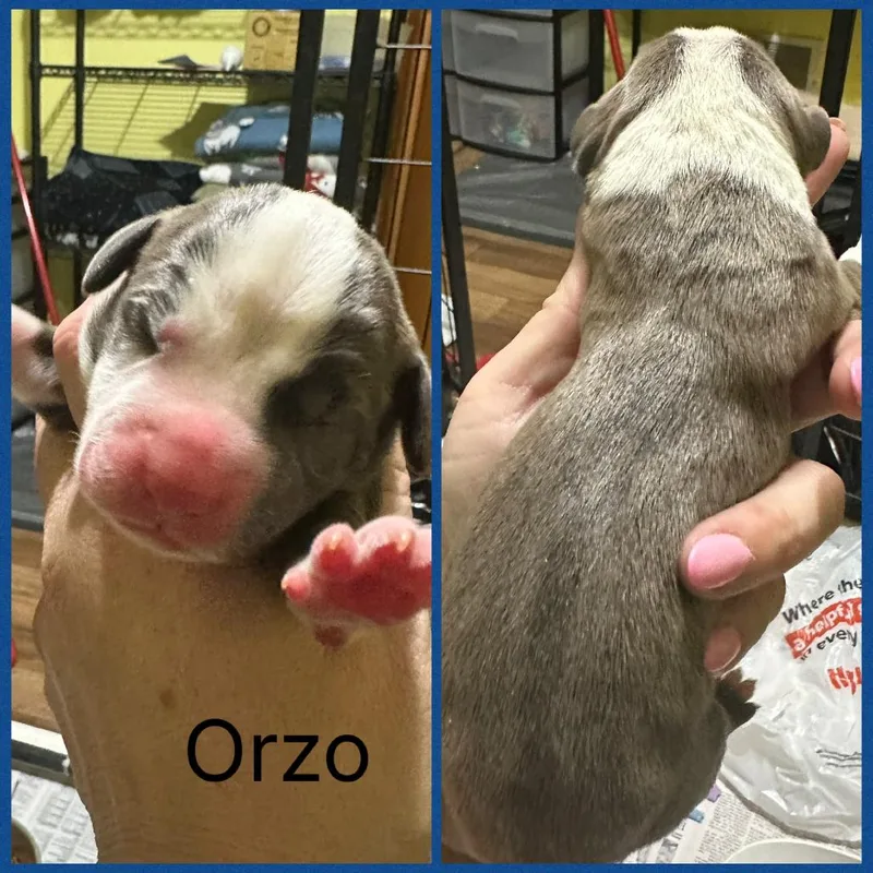 A baby medium-sized male Gray / Blue / Silver Mixed Breed dog named Orzo for adoption in DeKalb, IL