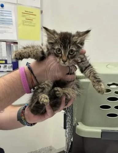 A baby small-sized male Domestic Short Hair cat named Speed Bump for adoption in Atlanta, GA