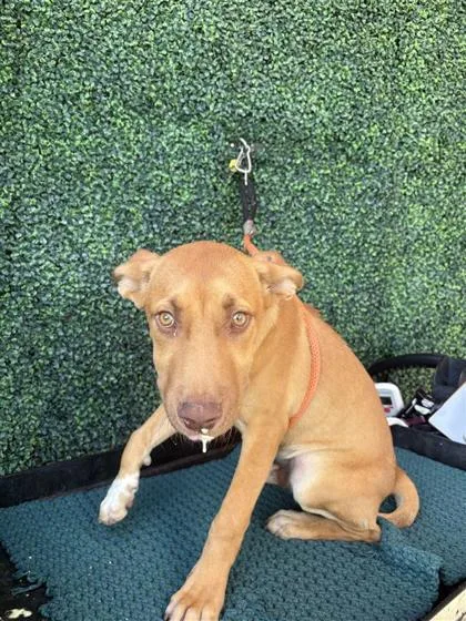 A baby small-sized male Brown / Chocolate Mixed Breed dog named 61563690 for adoption in El Paso, TX