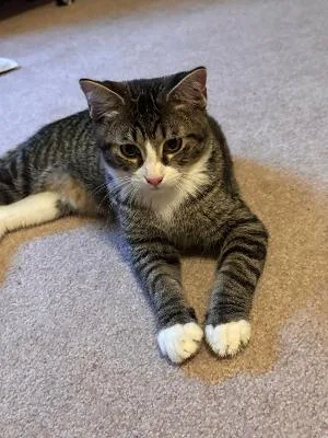 A baby medium-sized male Black & White / Tuxedo Domestic Short Hair cat named Archimedes for adoption in Mokena, IL