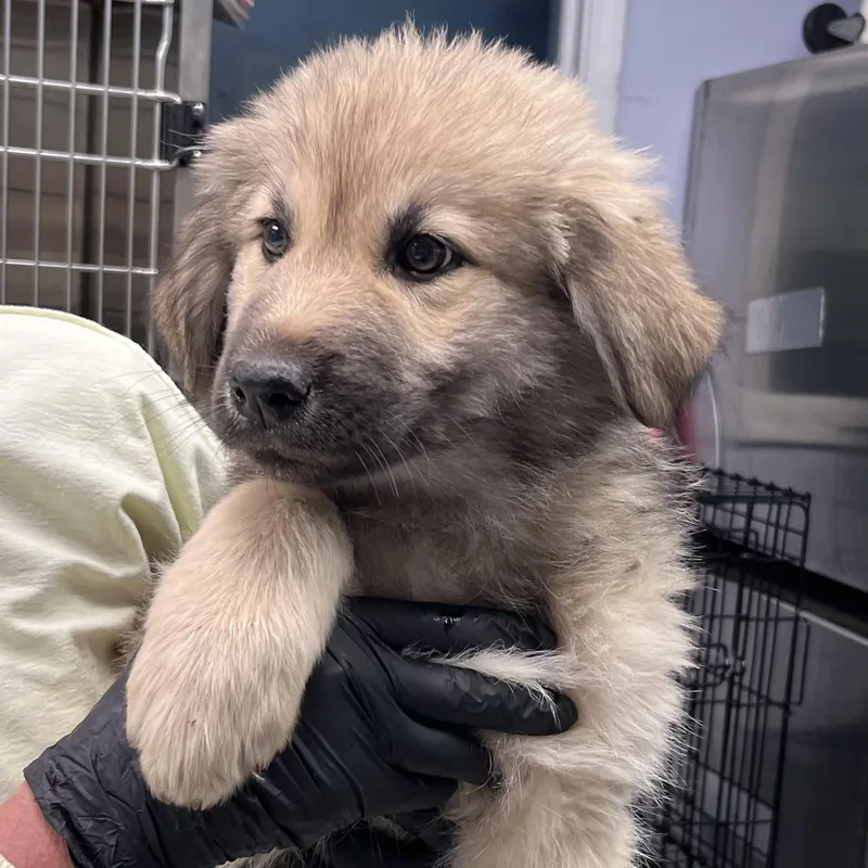 A baby large-sized female Yellow / Tan / Blond / Fawn Shepherd dog named Valerie for adoption in Maynardville, TN