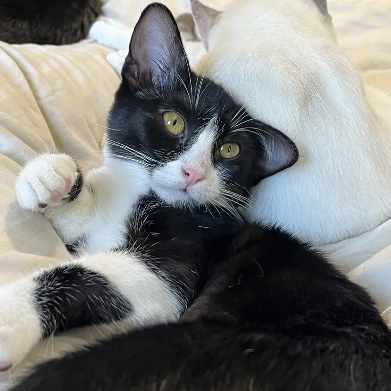 A baby medium-sized female Domestic Short Hair cat named Crunchwrap Supreme and Whole for adoption in Davis, CA
