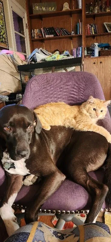 An adult medium-sized male Orange / Red Domestic Medium Hair cat named Trotter for adoption in Fort Collins, CO