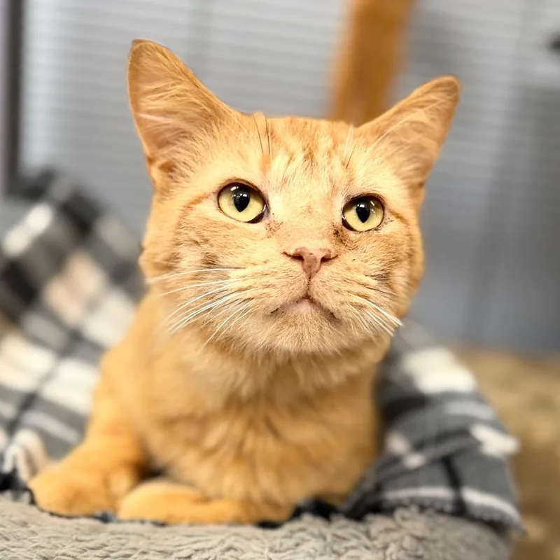 An adult large-sized male Domestic Short Hair cat named Stevie for adoption in Portage, MI