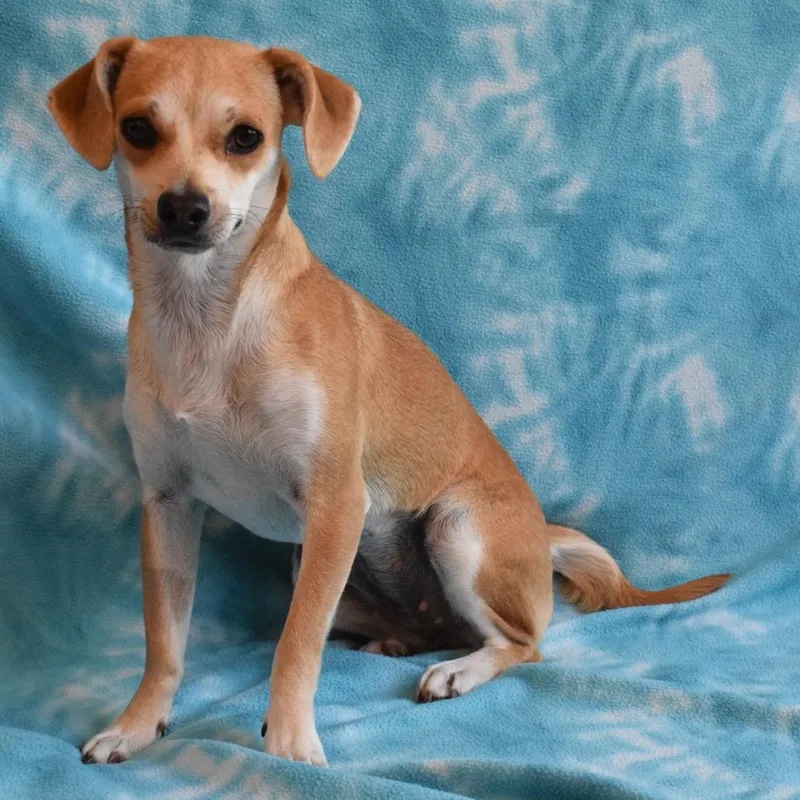 An adult small-sized female Yellow / Tan / Blond / Fawn Chihuahua dog named Canary for adoption in Eureka, CA