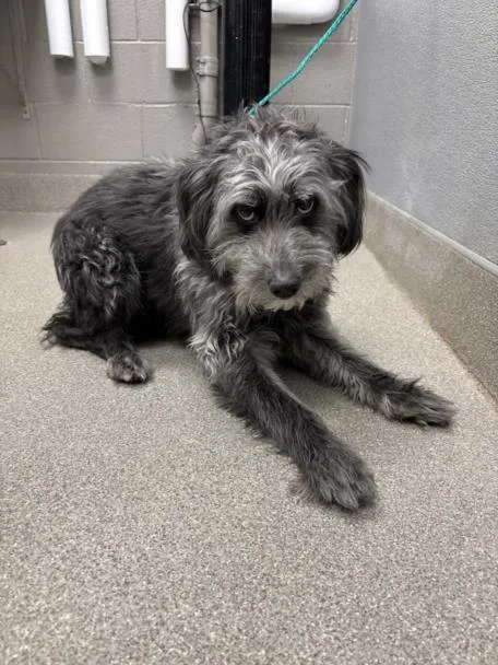 An adult medium-sized male Poodle dog named Grayson for adoption in Las Vegas, NV
