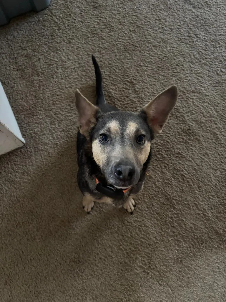 An adult medium-sized female Mixed Breed dog named Ash for adoption in Little Rock, AR