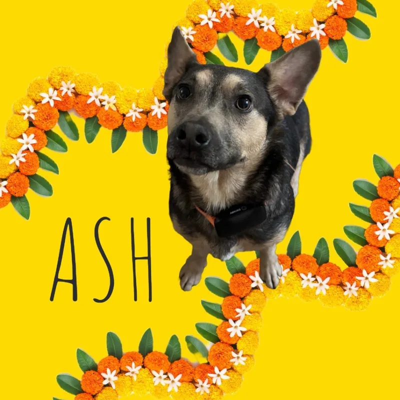 Ash thumbnail 3