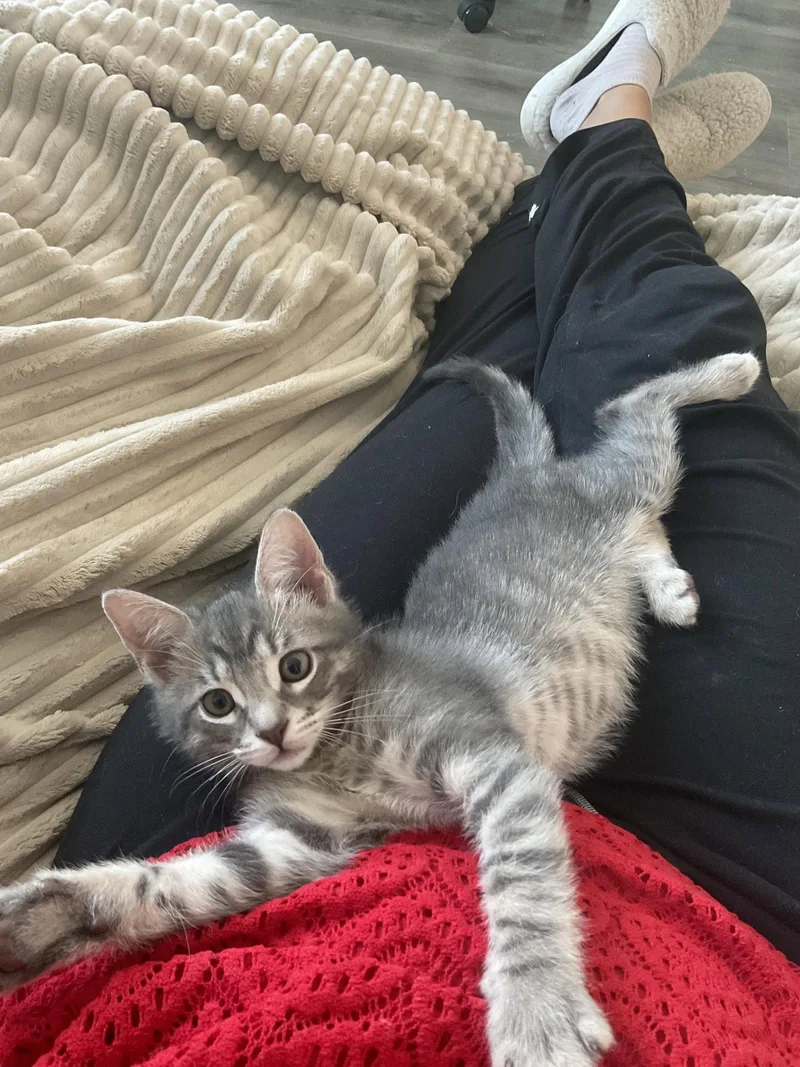 A baby medium-sized male Domestic Short Hair cat named Moon for adoption in Orlando, FL