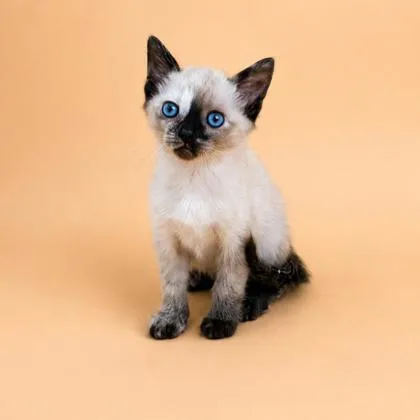 A baby small-sized female Domestic Short Hair cat named Sequoia for adoption in Dahlonega, GA