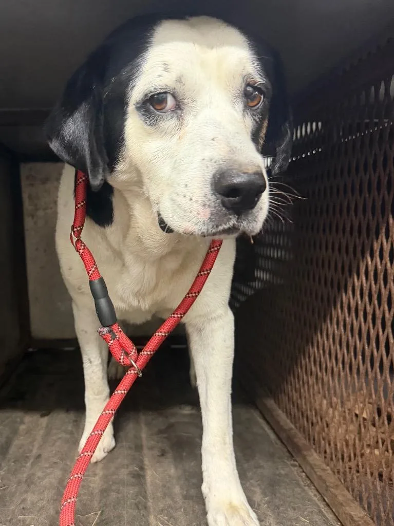 An adult large-sized male Mixed Breed dog named Otis for adoption in Henderson, NC