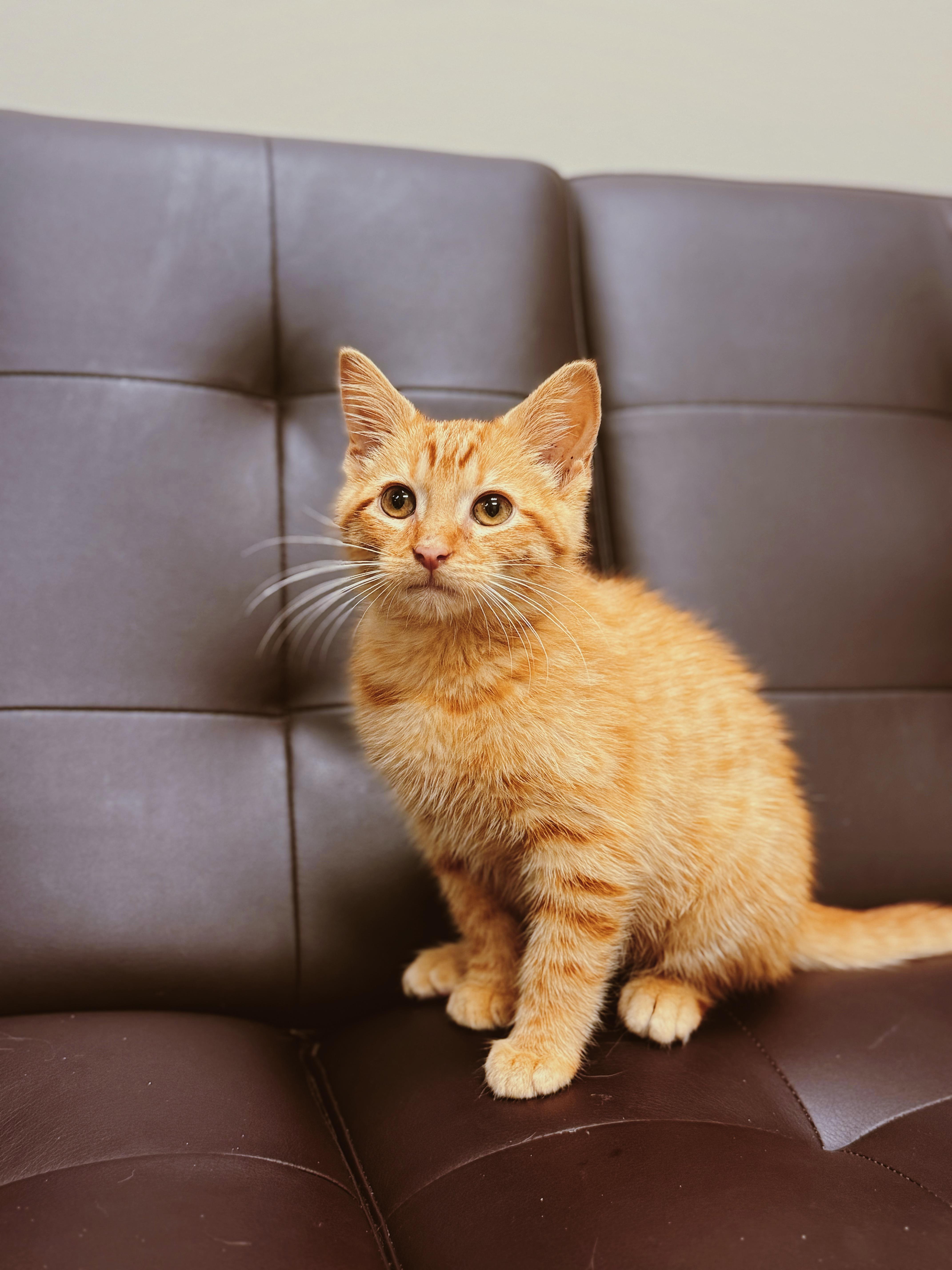 A baby medium-sized male Orange & White Domestic Short Hair cat named Peter Parker for adoption in BOONE, NC