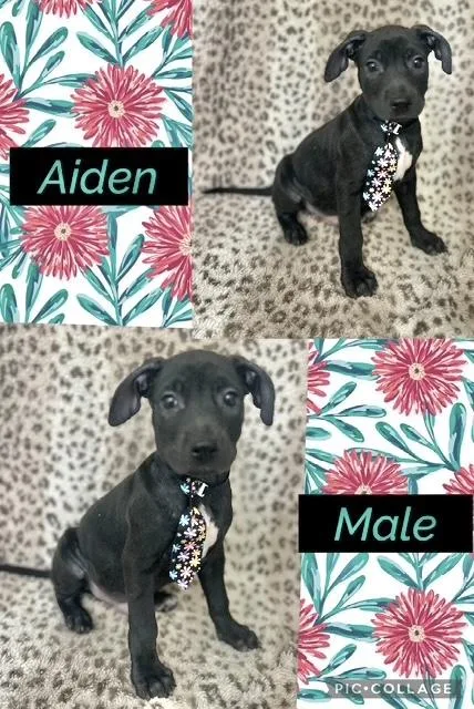 A baby medium-sized male Labrador Retriever dog named Aiden for adoption in Manchester, CT