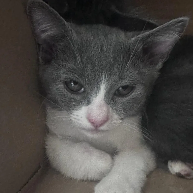 A baby small-sized female Gray / Blue / Silver Domestic Short Hair cat named Miso for adoption in Fresno, CA