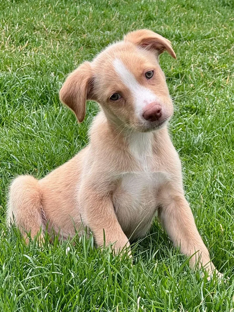 A baby medium-sized male Australian Shepherd dog named Duke for adoption in Clinton, WI