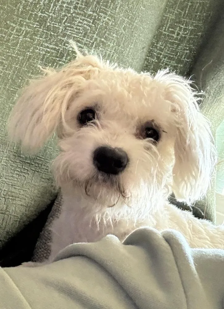 A young medium-sized female White / Cream Poodle dog named Mayra for adoption in San Diego, CA
