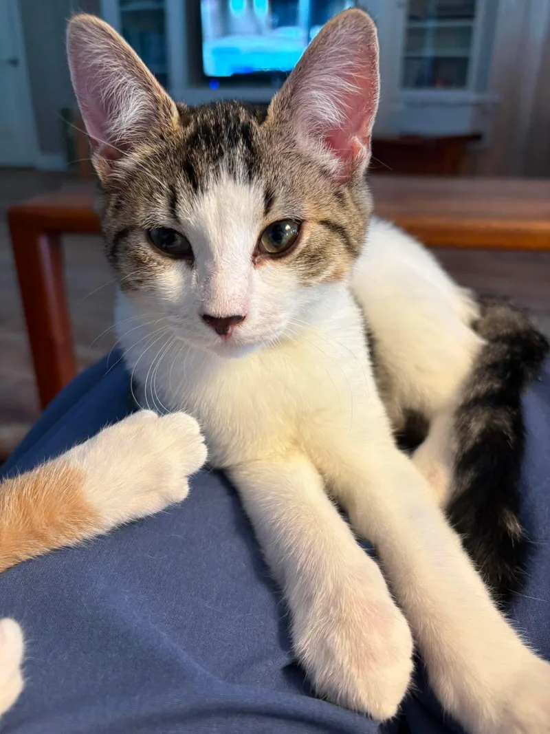 A baby medium-sized male Tabby (Brown / Chocolate) Tabby cat named Bao Bun for adoption in Columbia, SC