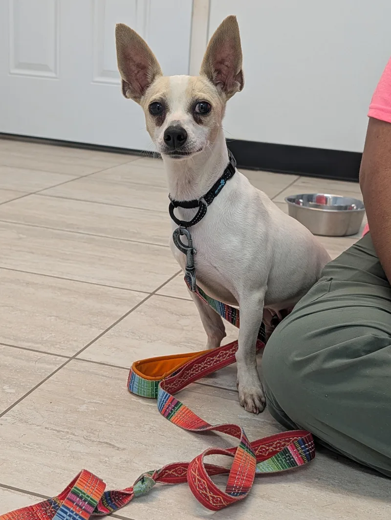 An adult small-sized male Apricot / Beige Chihuahua dog named Milo for adoption in Reisterstown, MD