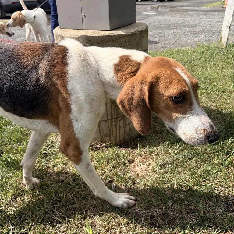 An adult medium-sized male Yellow / Tan / Blond / Fawn Hound dog named Link for adoption in Marshall, VA