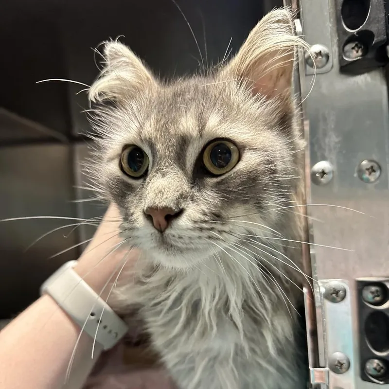 An adult medium-sized male Gray / Blue / Silver Domestic Medium Hair cat named Sitka for adoption in Chattanooga, TN